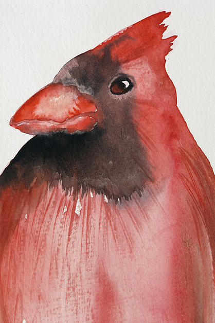 Cardinal, 2008, 20"w x 26"h, Drawing and watercolor