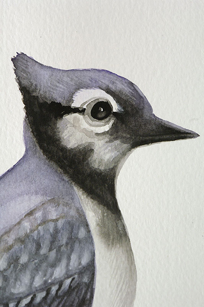 Blue Jay, 2008, 20"w x 26"h, Drawing and watercolor