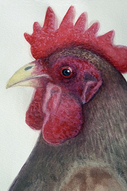 Rooster, 2008, 20"w x 26"h, Drawing and watercolor