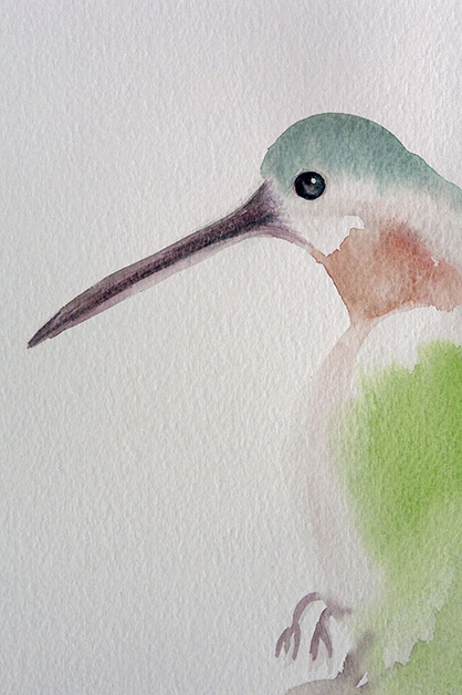 Hummingbird, 2008, 20"w x 26"h, Drawing and watercolor.