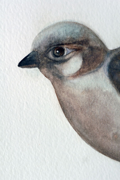 Sparrow, 2008, 20"w x 26"h, Drawing and watercolor.