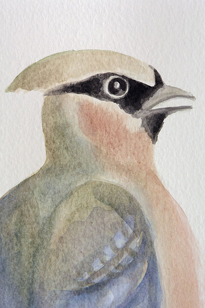 Waxwing, 2008, 20"w x 26"h, Drawing and watercolor.