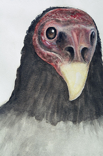 Vulture, 2008, 20"w x 26"h, Drawing and watercolor.